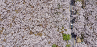 [K-Geography] Cherry blossoms in S. Korea