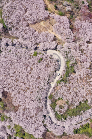 [K-Geography] Cherry blossoms in S. Korea