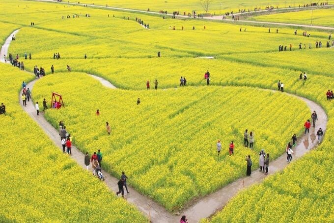 "활짝 핀 유채꽃 구경오세요" 부산 대저생태공원 개방