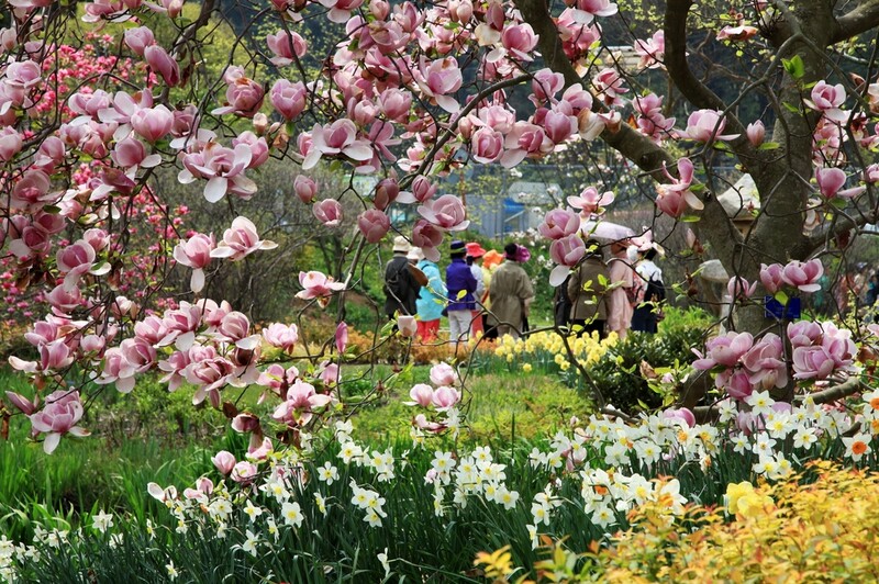태안 천리포수목원서 9∼24일 제5회 목련 축제