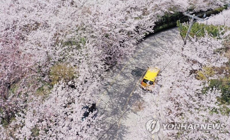 [픽! 부산] 분홍빛 터널 아래 환상의 벚꽃 드라이브