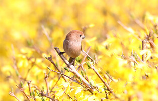 [K-Geography] Parrotbill on forsythia