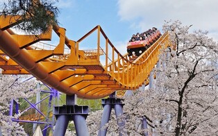 [K-Geography] Cherry Blossoms in Seoul Land