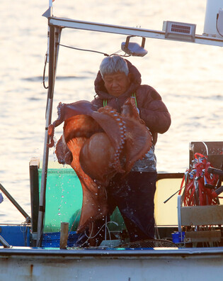 [K-Geography] Fishing octopus