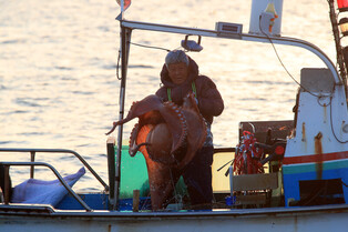 [K-Geography] Fishing octopus