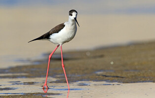 [K-Geography] Black-winged stilt walking llike model