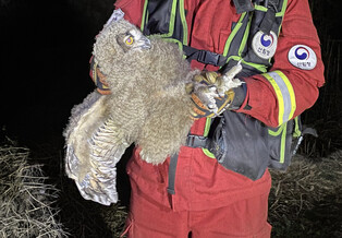 [K-Geography] Eagle owl rescued from forest fire