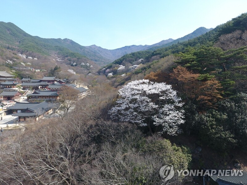지리산국립공원 천연기념물 화엄사 매화·올벚나무 만개