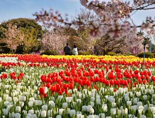World Tulip Flower Exhibition to open at Taean Korea Flower Park on the 9th
