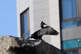 [K-Geography] Cormorant in downtown Seoul
