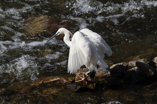 [K-Geography] Egret hunting for prey