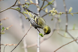 [K-Geography] Eurasian siskin eating
