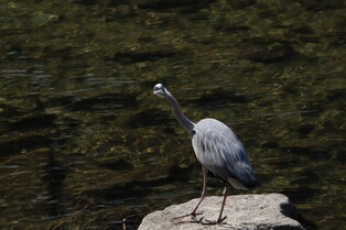 [K-Geography] Grey heron searching for prey