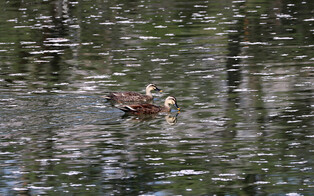 [K-Geography] Spot-billed ducks swimming