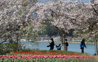 [K-Geography] Tulips in full bloom
