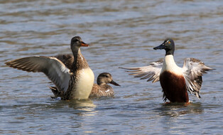 [K-Geography] Northern shovellers flapping wings