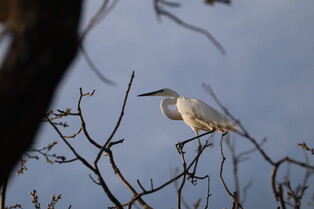 [K-Geography] Egrets resting in woods