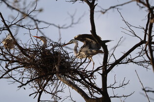 [K-Geography] Grey herons resting in woods