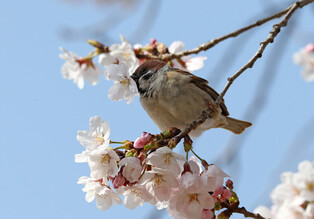 [K-Geography] Sparrows sucking honey