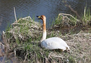 [K-Geography] Whooper swan left alone in Gyeongpocheon, Gangneung