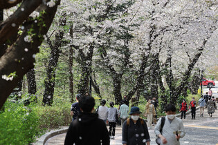 [K-Geography] Cherry blossoms falling like rain