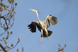 [K-Geography] grey heron flying