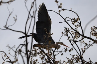 [K-Geography] grey heron flying over woods