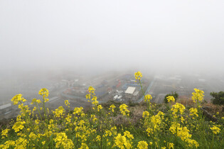 [K-Geography] Sea fog fills Jeju Port