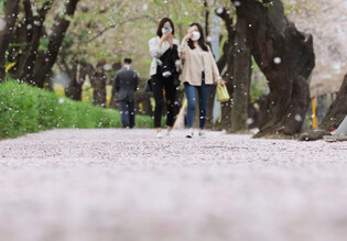 [K-Geography] End of cherry blossoms