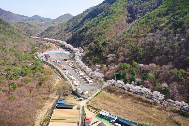금산군 "보곡산골 벚꽃 만개…이번 주말 절정"