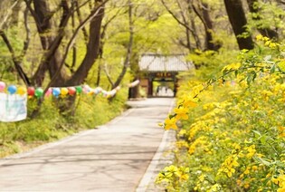 [K-Geography] Kerrias in full bloom along Orisup trail in Gapsa temple of Gyerongsan mountain
