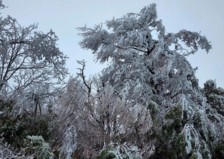 [K-Geography] Tree covered with frost