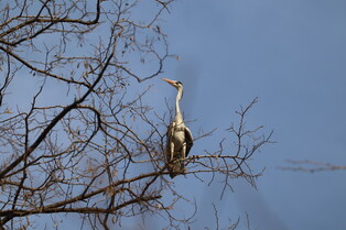 [K-Geography] Grey herons guarding nest
