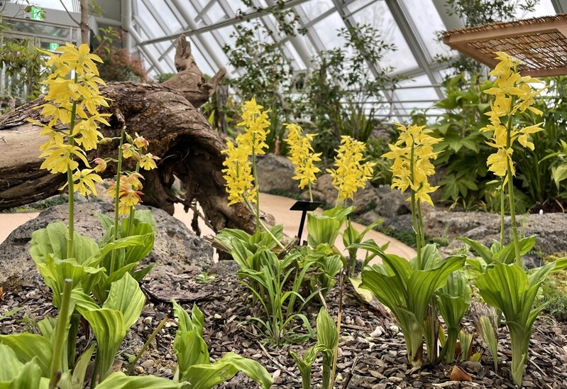 [픽! 세종] "국립세종수목원으로 새우난초 꽃 보러 오세요"