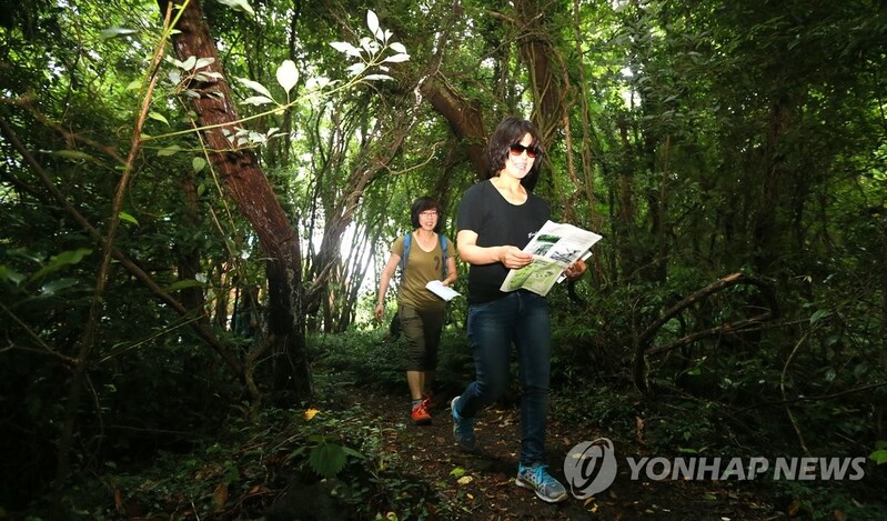 제주 곶자왈·오름에서 요가하고 반딧불이 감상…체험행사 운영