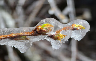 [K-Geography] Ice-covered sprout