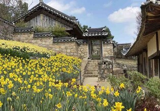 [K-Geography] Daffodils in full bloom
