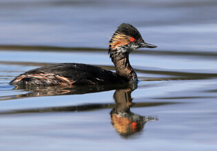 [K-Geography] Grebe looking for prey