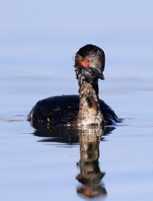 [K-Geography] Grebe looking for prey