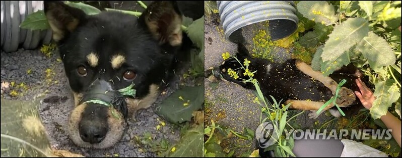 강아지 입·발 꽁꽁 묶어 유기한 사건 엄정 수사 촉구