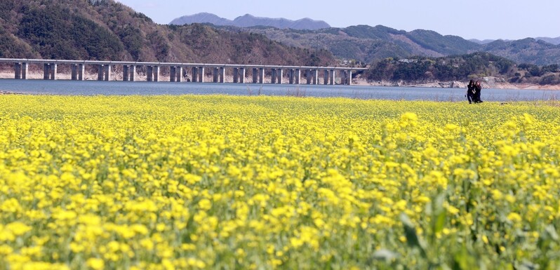 [픽! 진안] 파란 용담호와 어우러진 노란 유채꽃 '장관'