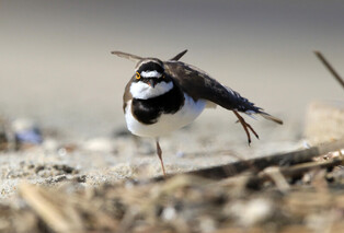 [K-Geography] Drowsy plover