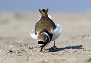[K-Geography] Plover on riverside sand