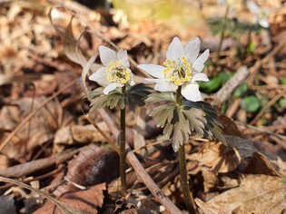 [K-Geography] Wild flowers in full bloom