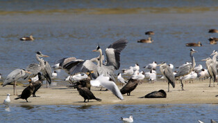 [K-Geography] Birds enjoying sunlight together