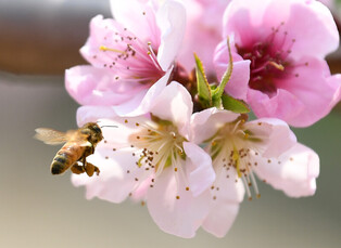[K-Geography] Collecting honey