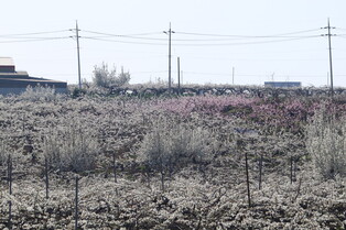 [K-Geography] Pear blossoms in full bloom