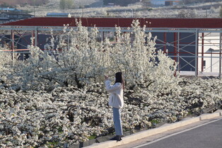 [K-Geography] Pear blossoms in full bloom