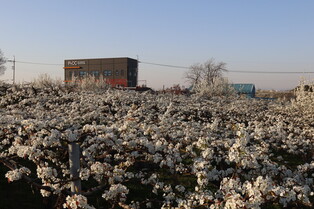[K-Geography] Pear blossoms in full bloom