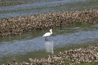 [K-Geography] Endangered spoonbill